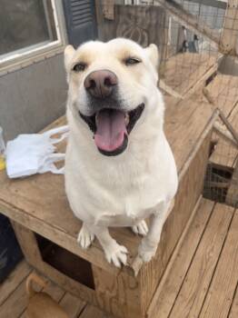 Rescue German Shepherd Dog Dogs for Adoption in Levelland, Texas - Bianca | PetCurious