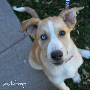 Rescue Husky and Border Collie Dogs for Adoption in Cheyenne, Wyoming - Phoenix | PetCurious