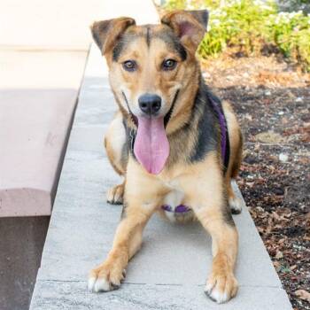 TYSON -  Australian Shepherd and Mixed Breed Dog for Adoption in St. Louis, Missouri - TYSON | PetCurious