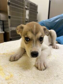 Livia -  Mixed Breed Dog for Adoption in Raleigh, North Carolina - Livia | PetCurious