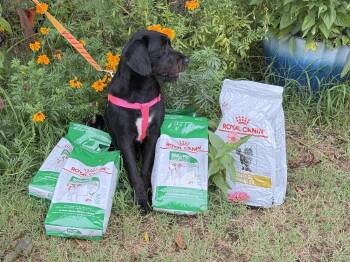 Rescue Black Labrador Retriever and Poodle Dogs for Adoption in Prague, Oklahoma - Baby Girl | PetCurious