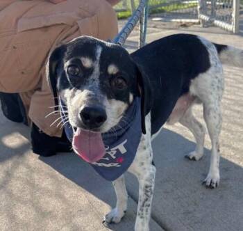 Smiley -  Beagle and Bluetick Coonhound Dog for Adoption in Washington, District Of Columbia - Smiley | PetCurious