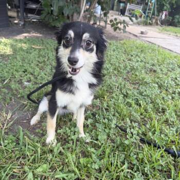 Trace -  Australian Shepherd Dog for Adoption in Louise, Texas - Trace | PetCurious