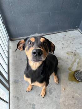 Shepherd Dogs Available for Adoption in Hamilton, Montana - Minnie | PetCurious