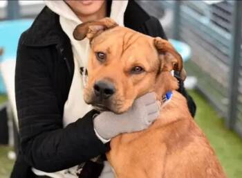 Mango Lassi -  Mixed Breed Dog for Adoption in New York, New York - Mango Lassi | PetCurious