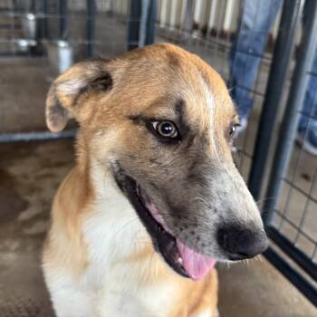 Rescue Labrador Retriever Dogs for Adoption in Austin, Texas - Charlie | PetCurious