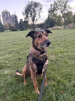 Mama -  Shepherd Dog for Adoption in Denver, Colorado - Mama | PetCurious