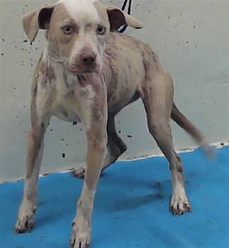 Staffordshire Bull Terrier and Mixed Breed Dogs Available for Adoption in Houston, Texas - CECE | PetCurious