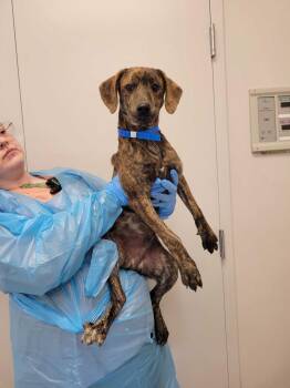 Pit Bull Terrier and Mixed Breed Dogs Available for Adoption in Chillicothe, Ohio - Aladdin | PetCurious