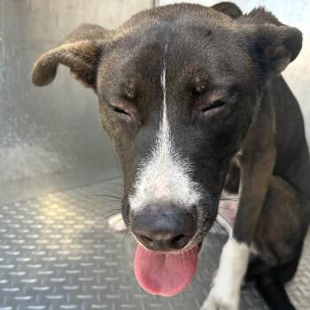 Lincoln -  Husky and Mixed Breed Dog for Adoption in Greensboro, North Carolina - Lincoln | PetCurious