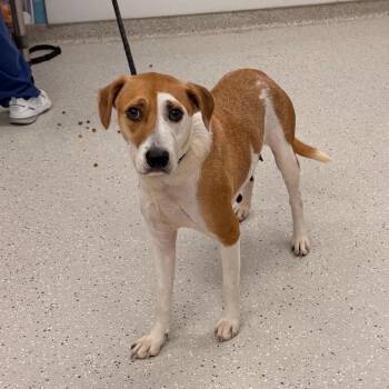Pit Bull Terrier and Mixed Breed Dogs Available for Adoption in Indianapolis, Indiana - Geraldine | PetCurious