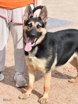 German Shepherd Dog Dogs Available for Adoption in Houston, Texas - Molly | PetCurious