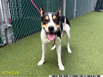 RUBY -  Mixed Breed Dog for Adoption in West Palm Beach, Florida - RUBY | PetCurious