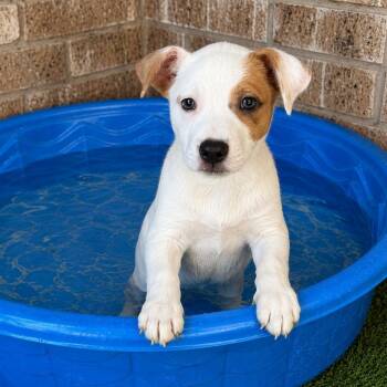 Doodle -  Pit Bull Terrier and Terrier Dog for Adoption in Fairfield, Connecticut - Doodle | PetCurious