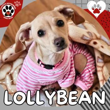 Miniature Dachshund and Chihuahua Dogs Available for Adoption in Foxfield, Colorado - LOLLYBEAN | PetCurious