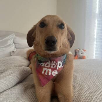 Labrador Retriever Dogs Available for Adoption - Draco | PetCurious