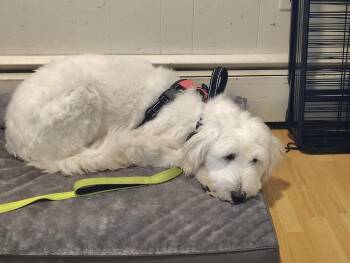 Cotton -  Great Pyrenees Dog for Adoption in Manchester, Connecticut - Cotton | PetCurious