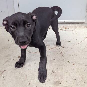 Alex -  Mixed Breed Dog for Adoption - Alex | PetCurious