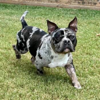 Higgins -  American Bully and Mixed Breed Dog for Adoption in Pelham, New Hampshire - Higgins | PetCurious