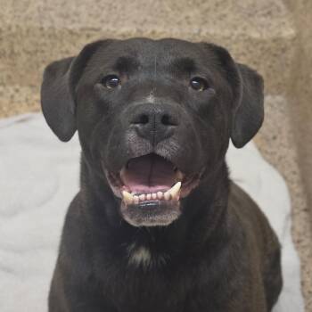 Labrador Retriever Dogs Available for Adoption in Aiken, South Carolina - Coal 57747 | PetCurious