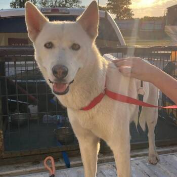 Spirit -  Shepherd Dog for Adoption in Madill, Oklahoma - Spirit | PetCurious