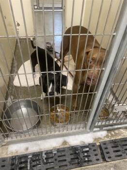 Pika -  Pit Bull Terrier and Dachshund Standard Dog for Adoption in Vancouver, Washington - Pika | PetCurious