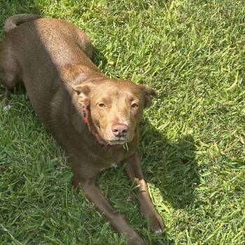 Rescue Cattle Dog and Mixed Breed Dogs for Adoption in Austin, Texas - Amber FS | PetCurious