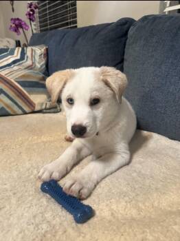 Shepherd and Mixed Breed Dogs Available for Adoption - Alvin  | PetCurious