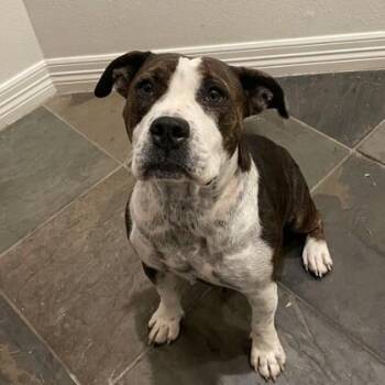 American Staffordshire Terrier and Mixed Breed Dogs Available for Adoption in Houston, Texas - Maggie Mae | PetCurious