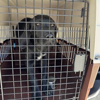 Black Labrador Retriever Dogs Available for Adoption in Columbus, North Carolina - Mindy | PetCurious