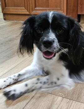 Ollie -  Cavalier King Charles Spaniel and Jack Russell Terrier Dog for Adoption in Martinsville, Indiana - Ollie | PetCurious