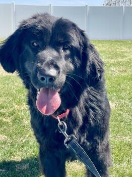 Newfoundland Dog Dogs Available for Adoption in Lacon, Illinois - Journey | PetCurious