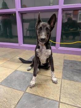 61686943 -  Mixed Breed Dog for Adoption in El Paso, Texas - 61686943 | PetCurious