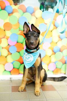 German Shepherd Dog and Rottweiler Dogs Available for Adoption in Pasadena, California - Benedict | PetCurious
