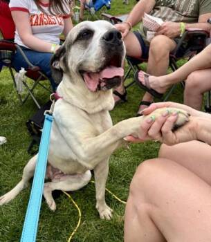 Mixed Breed Dogs Available for Adoption in Kansas City, Missouri - Dharma | PetCurious