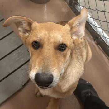 Shepherd Dogs Available for Adoption in Reno, Nevada - Titus | PetCurious