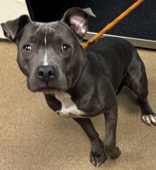 Nalan -  Mixed Breed Dog for Adoption in Chamblee, Georgia - Nalan | PetCurious