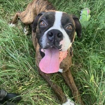 Boxer Dogs Available for Adoption in Austin, Texas - Amigo | PetCurious