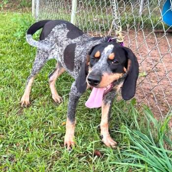 Petal (AL) -  Bluetick Coonhound Dog for Adoption - Petal (AL) | PetCurious