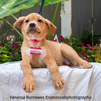 Volunteers -  Labrador Retriever Dog for Adoption in Wake Forest, North Carolina - Volunteers | PetCurious