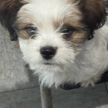 Jasper -  Shih Tzu Dog for Adoption in Hallsville, Missouri - Jasper | PetCurious