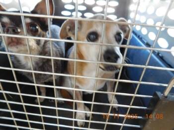 Rescue Chihuahua and Mixed Breed Dogs for Adoption in North Richland Hills, Texas - Uno | PetCurious