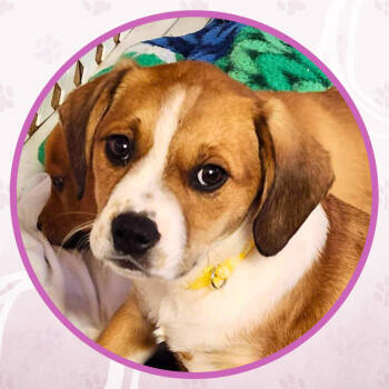 Rescue Mixed Breed Dogs for Adoption in Toms River, New Jersey - Bahama Mama Cupcake | PetCurious