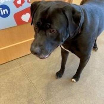 Labrador Retriever and Mastiff Dogs Available for Adoption - YORK-Stray-15153 | PetCurious
