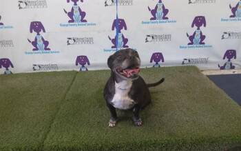 Pug and Boston Terrier Dogs Available for Adoption in Orlando, Florida - INDIE | PetCurious