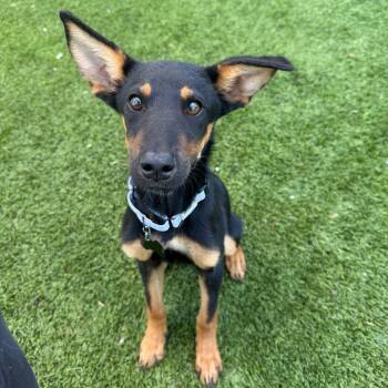 Amelia Earhart -  Doberman Pinscher Dog for Adoption in Houston, Texas - Amelia Earhart | PetCurious