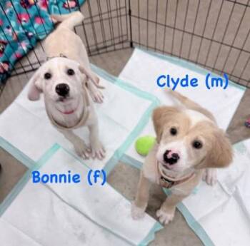Clyde -  Retriever and Mixed Breed Dog for Adoption in Hobart, Indiana - Clyde | PetCurious