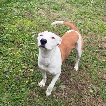 Nibblet -  Mixed Breed Dog for Adoption in Dayton, Ohio - Nibblet | PetCurious