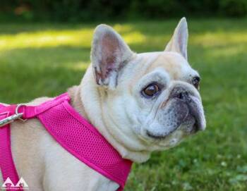 Mallory -  French Bulldog and Mixed Breed Dog for Adoption in Lowell, Massachusetts - Mallory | PetCurious
