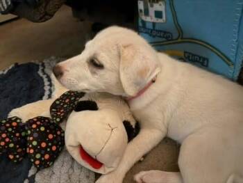 Tia -  Great Pyrenees and Husky Dog for Adoption in Colorado Springs, Colorado - Tia | PetCurious